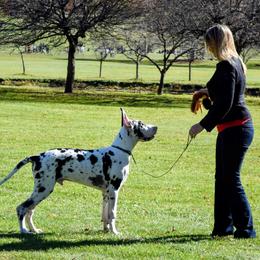 Great Dane Puppies from Shimmer Great Danes