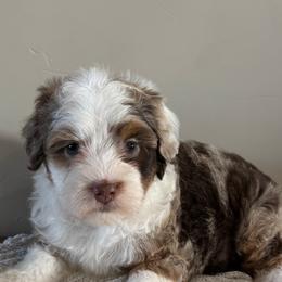 Cash - Chocolate merle male Bernedoodle puppy in Horseshoe Bend, Idaho from Over the Moon Poodles and Doodles