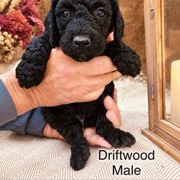 Driftwood - Black male Poodle puppy in Woodleaf, North Carolina from Circle T Ranch K9s