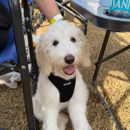 Jolene - Fawn and white female Sheepadoodle puppy in Fayette, Alabama from Luxapallila Sheepadoodles