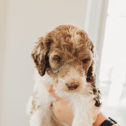 Goldendoodles from The McDoodle Clan