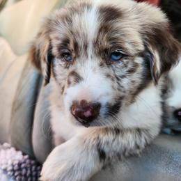 Red m. - Red merle male Miniature Australian Shepherd puppy in Centralia, Washington from Blackjack Mini Aussies
