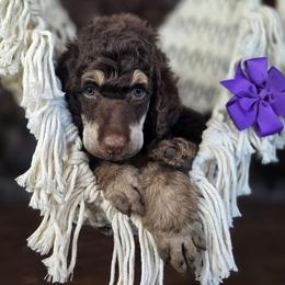 Milkshake - Phantom female Poodle puppy in Springfield, Oregon from Valaurah Farms