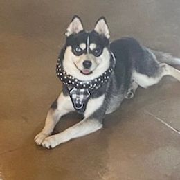 Logan - Pomsky