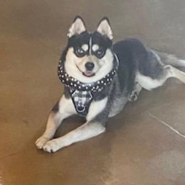 Logan - Pomsky