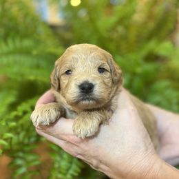 SAWYER - Apricot male Schnoodle puppy in Fredericksburg, Virginia from Growing Puppies