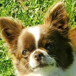Birdie - Chihuahua