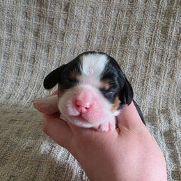 AKC BOY - Tri-color male Cavalier King Charles Spaniel puppy in Bonney Lake, Washington from House of Happy Cavaliers