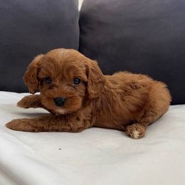 Chip - Red male Cavapoo puppy in El Sobrante, California from Mckendra's Legacy