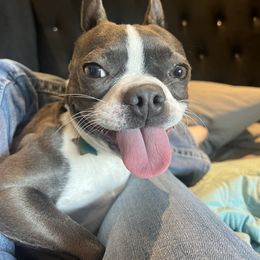 Boston Terrier All Grown Up from Coulombe Boston Terriers