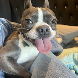 Boston Terrier All Grown Up from Coulombe Boston Terriers
