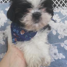 Tinkerbell - Brindle and white female Shih Tzu puppy in Jasper, Georgia from Tiny Bubbles Shih Tzus