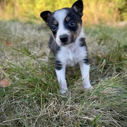 Caramel - Tri-color female Border Collie puppy in Alexander, Maine from High Velocity Stockdogs