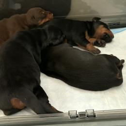 AKC Registered Full European Doberman Pinschers - Black and rust male Doberman Pinscher puppy in Fort Lauderdale, Florida from Lakewood European Dobermann Kennel