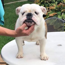 Piper - Bulldog