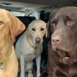 Labrador Retrievers from Bethel Woods Kennels