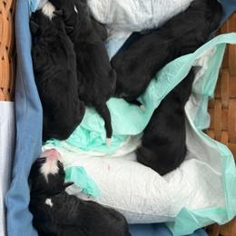 Falcon - Tri-color male Bernese Mountain Dog puppy in Gardner, Kansas from Faith and Family Farm