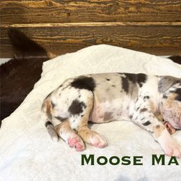 Catahoula Leopard Dog Puppies from M5 Catahoulas