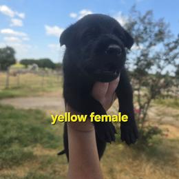 Yellow female - Black female Belgian Malinois puppy in Chico, Texas from North Texas Working Malinois