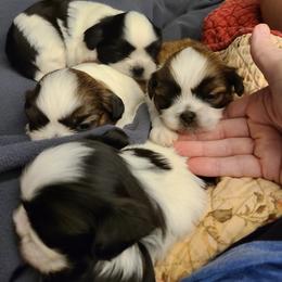 Shih Tzu Puppies from Tammy's Shihtzu Shack