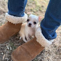 Deuce - Cream and white male Chihuahua puppy in Gloucester, Virginia from Charlotte's Web of Chihuahuas