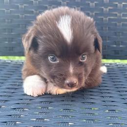 Dolly - Red & white female Miniature Australian Shepherd puppy in Stuart, Iowa from Arbor Hill Aussies