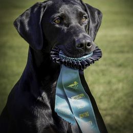 Fly - Labrador Retriever
