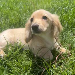 Dachshund Puppies from Zacha’s Doxie House