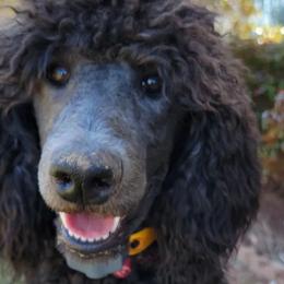 Poodles from New Life Family Farm