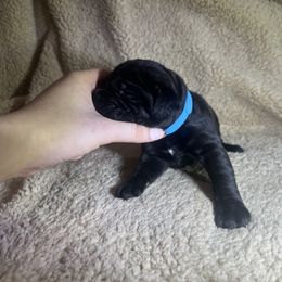 Blue collar - Black male Cane Corso puppy in Fairfield, California from Royal Class Kennels