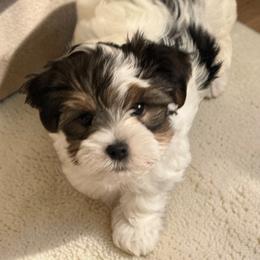 Yorkshire Terrier puppies from Bryan & Karen' Yorkshire Terriers
