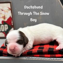 Dachshund through the snow - Piebald male Dachshund puppy in Montevallo, Alabama from Mallard's Miniature Dachshunds