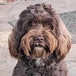 Reba - Cockapoo