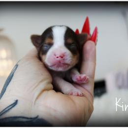 King - Chocolate, tan and white male Yorkshire Terrier puppy in Warren, Michigan from Danielle's Yorkie Babies