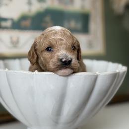 Lighting - Parti male Goldendoodle puppy in Waco, Texas from Waco  Goldendoodles