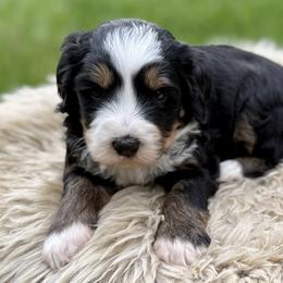 Rocky (black collar boy) - Tri-color male Bernedoodle puppy in Colorado Springs, Colorado from Mercy Mountain Bernedoodles