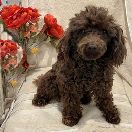 Poodle All Grown Up from Loves Toy Poodles