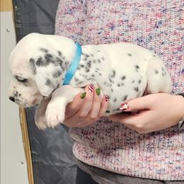Girl 1 - White and black female Dalmatian puppy in Nelsonville, Ohio from Woofter Dalmatians