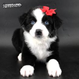 Black Bi 2 Blue eyes - Black & white female Miniature Australian Shepherd puppy in Pinehurst, Texas from Aussie Amor