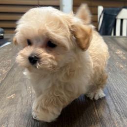 Dawson - Apricot male Maltipoo puppy in Lebanon, Kentucky from Mosaic Merle Doodles