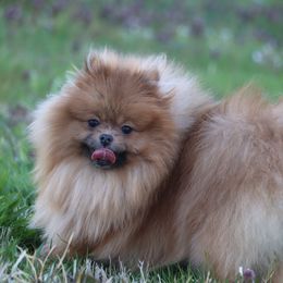 Rosie - Pomeranian