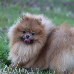 Rosie - Pomeranian