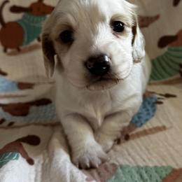 AKC Noodle - Cream male Dachshund puppy in Indiana from Dani’s Darling Doxies