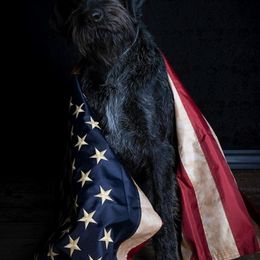 German Wirehaired Pointers from WyoWires German Wirehaired Pointers