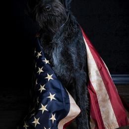 German Wirehaired Pointers from WyoWires German Wirehaired Pointers