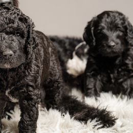 Labradoodle and Poodle Puppies from Leebrick Labradoodles