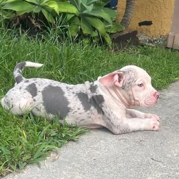 American Bully Puppies from King Bane's Bullies