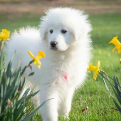 Skye - White female Maremma Sheepdog puppy in Conway, Missouri from 2J 2K Border Collies | Maremma Sheepdogs