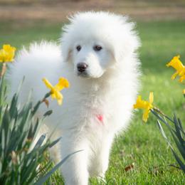 Skye - White female Maremma Sheepdog puppy in Conway, Missouri from 2J 2K Border Collies | Maremma Sheepdogs