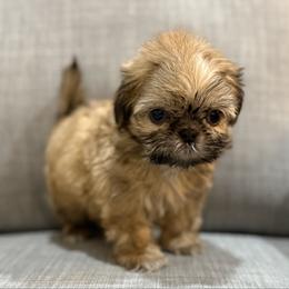 AKC Cobbler - Sable male Shih Tzu puppy in Paintsville, Kentucky from Molly B's ShihTzus